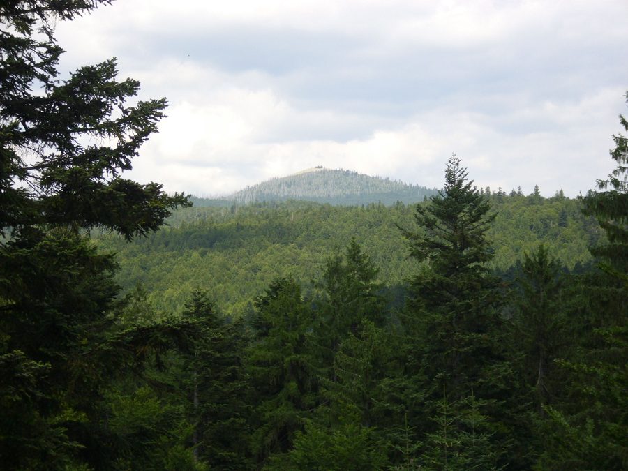 Treetop walk in the Bavarian Forest leads through the woods