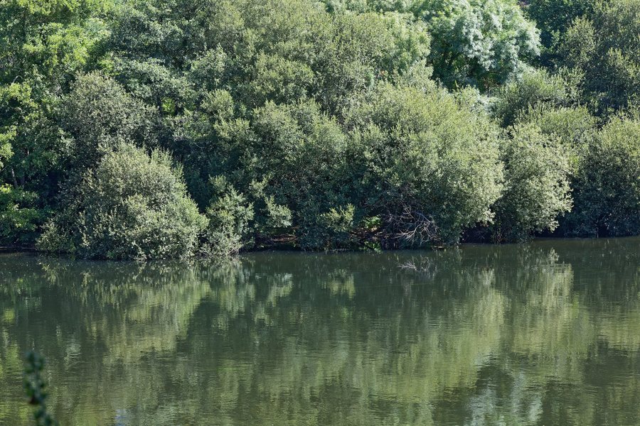 File:2026. Vexetación na marxe do río Ulla. Pontevea. Teo. Galiza.jpg
