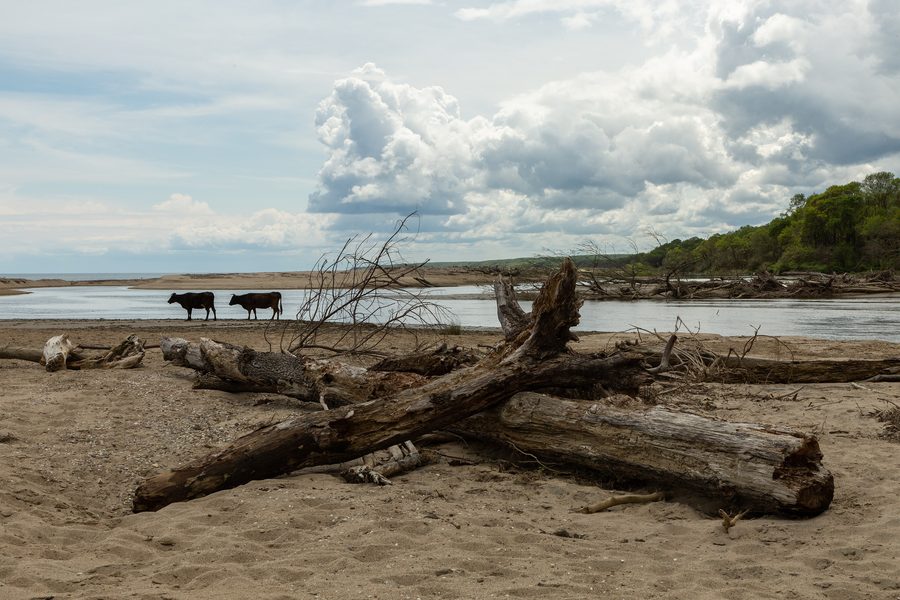 Coastal landscape in the IÄŸneada floodplain landscape with fallen trees and cows on the bank of a waterway leading to the Black Sea