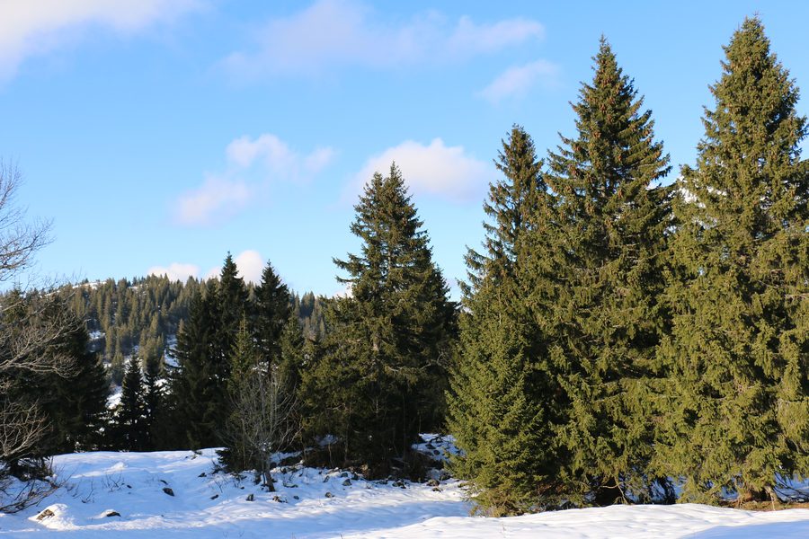 Quiet Jura landscape