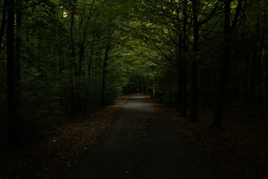 Path through Repecki Park in Tarnowskie Góry