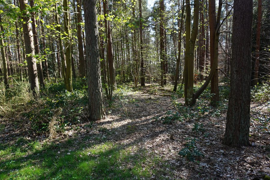 Woodland in Brandon Country Park