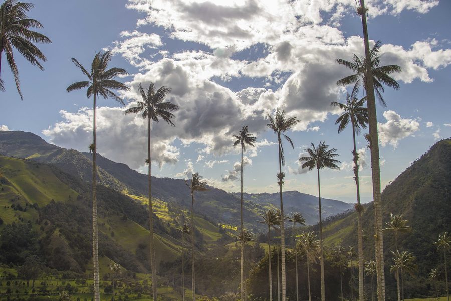 Landscape in Colombia's coffee region
