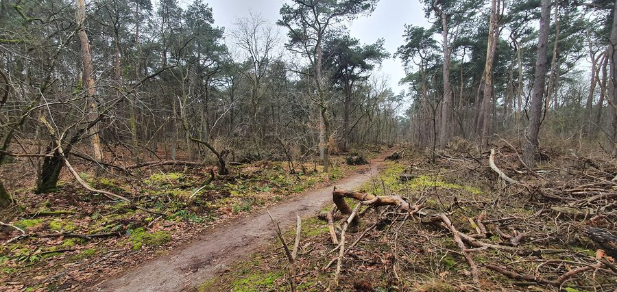 Forest at the edge of the Loonse en Drunense Duinen near Giersbergen