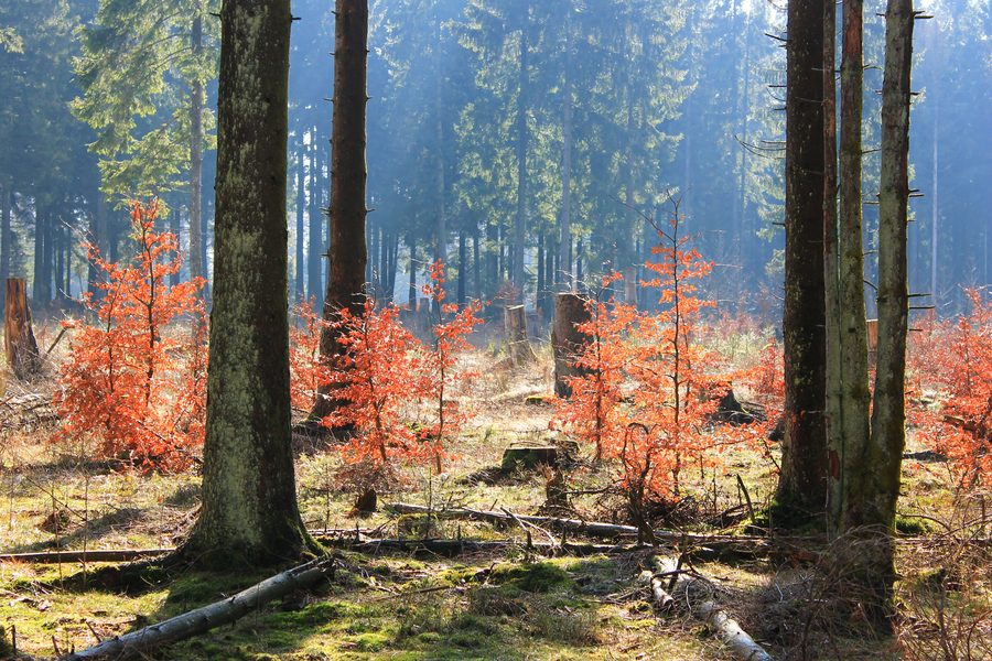 Young beech trees in autumn leaves near the Sandkopf in Hunsrück-Hochwald National Park