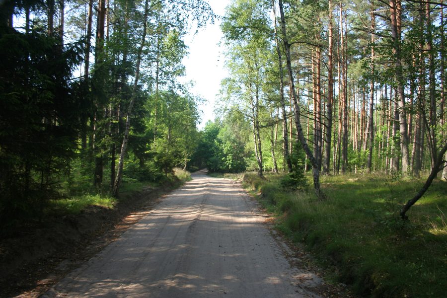 Forest landscape in Darżlubska Forest along the road between Mała Piaśnica and Domatówko.