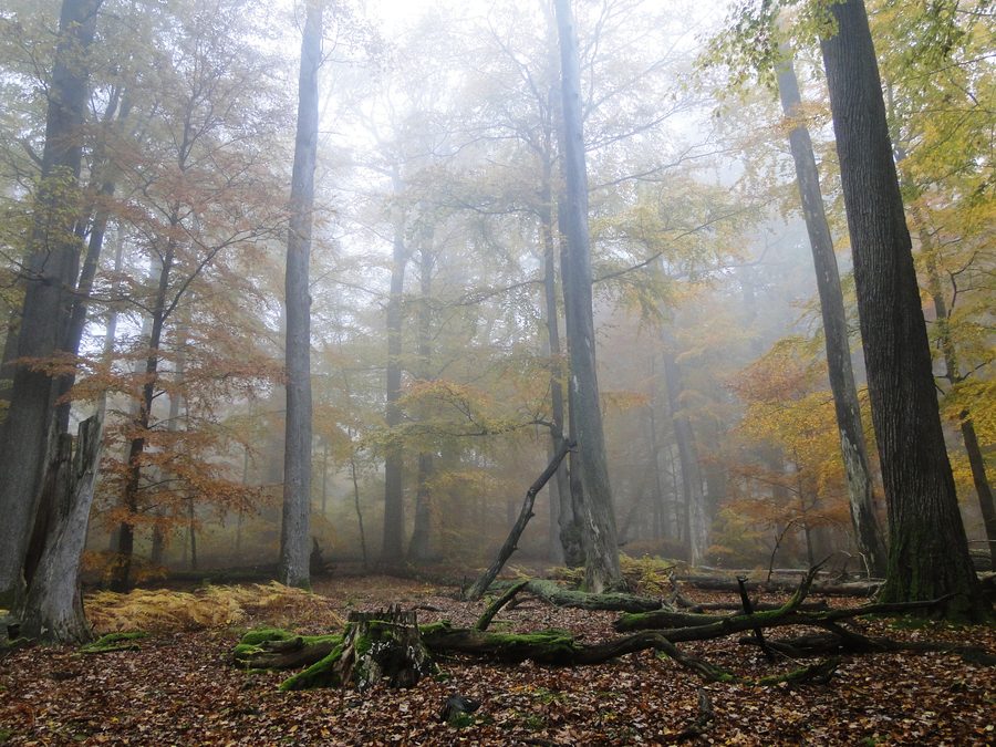 Mist between old beech and oak trees in the Spessart near Rohrbrunn