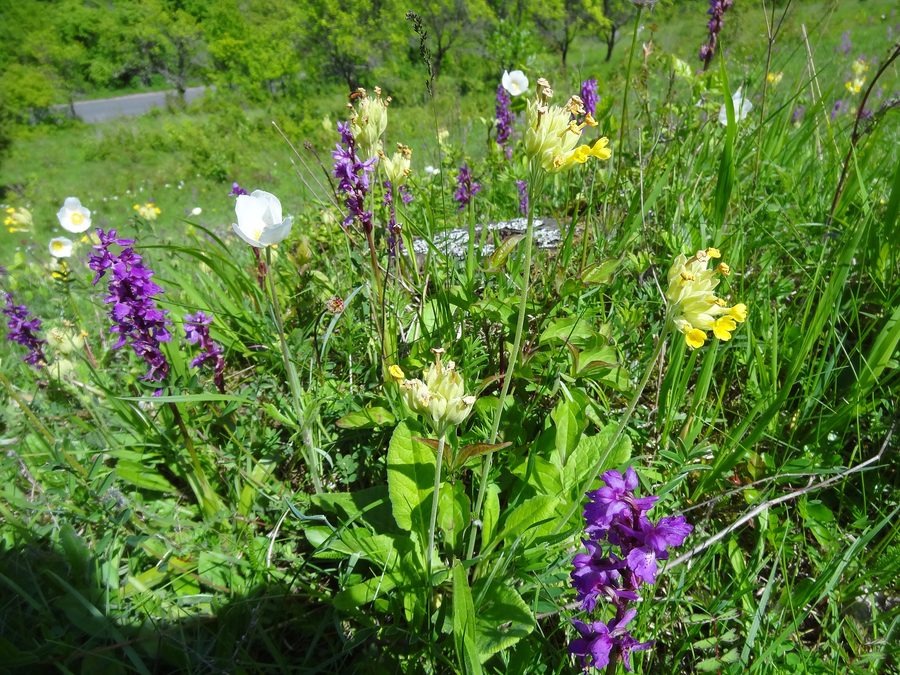 Flowering plants in the Dünsberg nature reserve near Oberelsbach