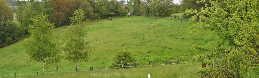 Poor meadow in the Magerwiese nature reserve near Hohenhain