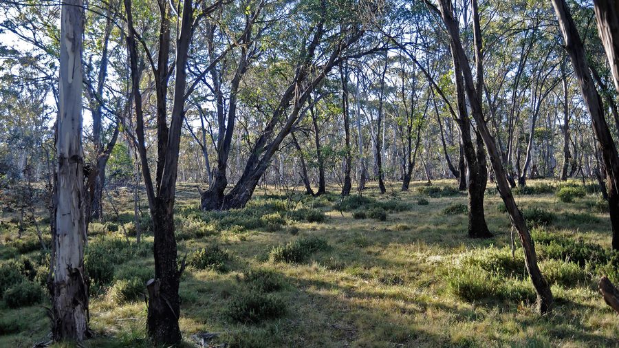 Landscape in Mount Clear at day’s end