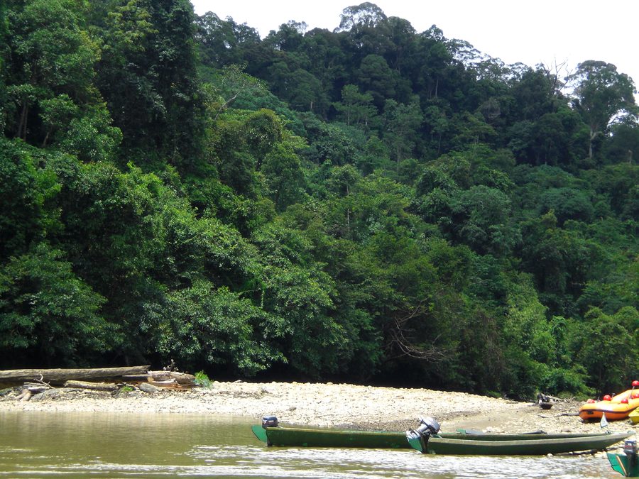 Forest and river landscape in Brunei