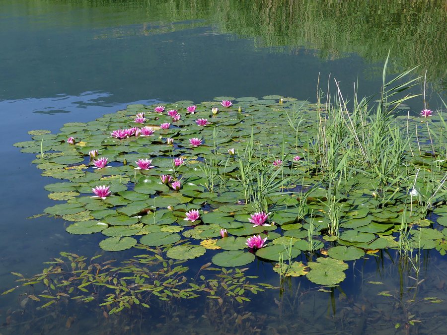 File:Nénuphars sur le lac du Bourget à Viviers-du-Lac (juin 2022).JPG