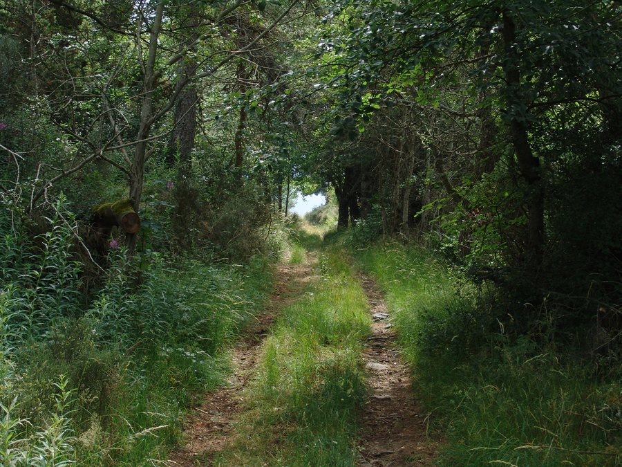 File:Sentier de grande randonnée à Saint-Alban-en-Montagne.jpg