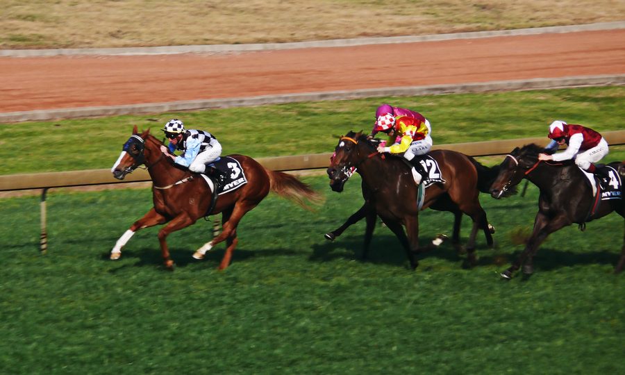 Three horses racing at the Rosehill Races