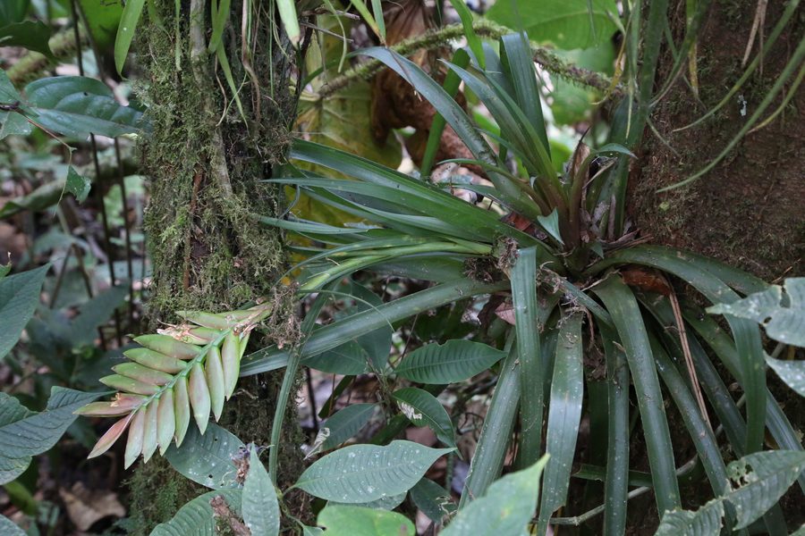 Bromeliad as a nature detail for the highland and cloud-forest feeling in Pichincha