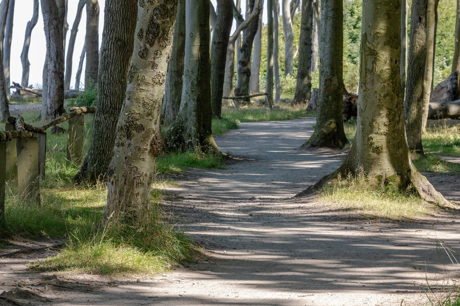 Ghost Forest in Nienhagen on the Baltic coast