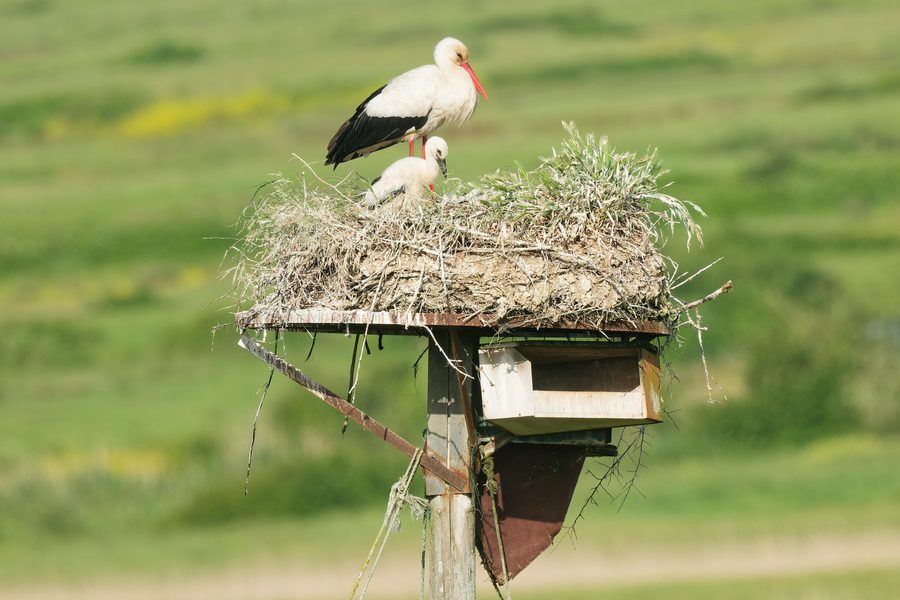 Cigogne blanche dans les marais de Brouage en Charente-Maritime, France