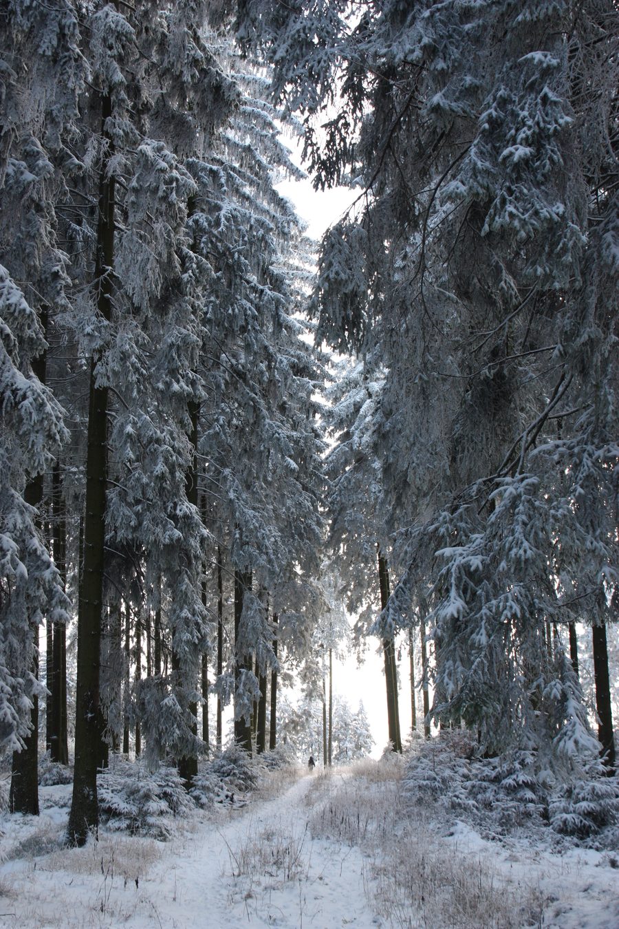 Snow-covered landscape in the Sauerland near Meschede