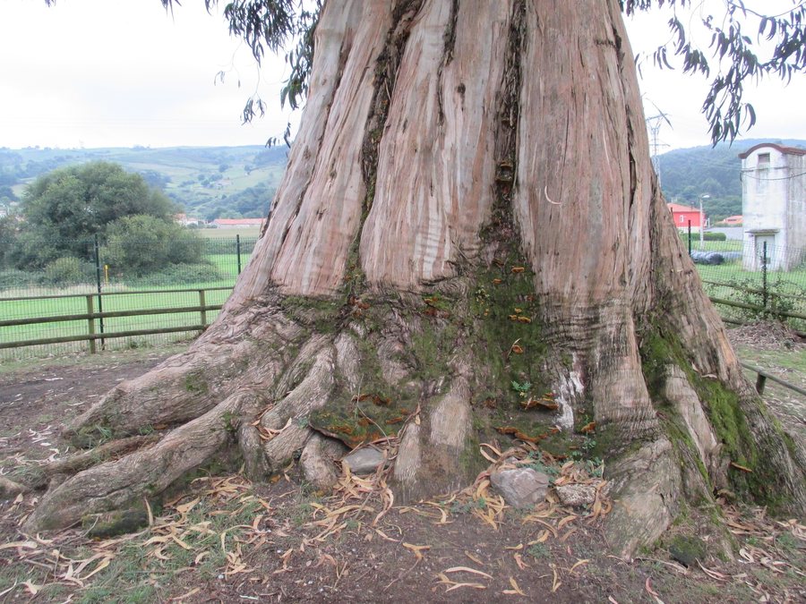 File:2014 09 Eucalipton de Viernoles.jpg