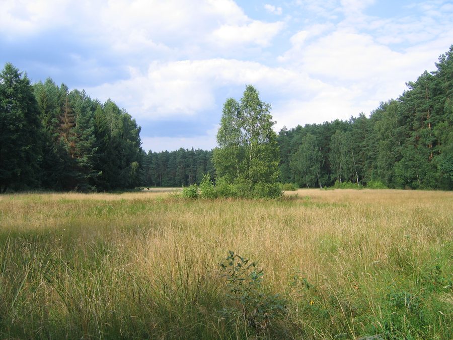 Brodnica Landscape Park near Zbiczno lake