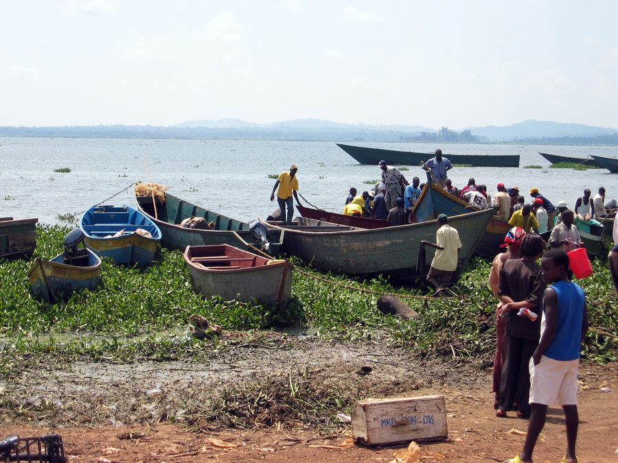 Fishing boats returning at Ggaba Landing Site on Lake Victoria in Uganda