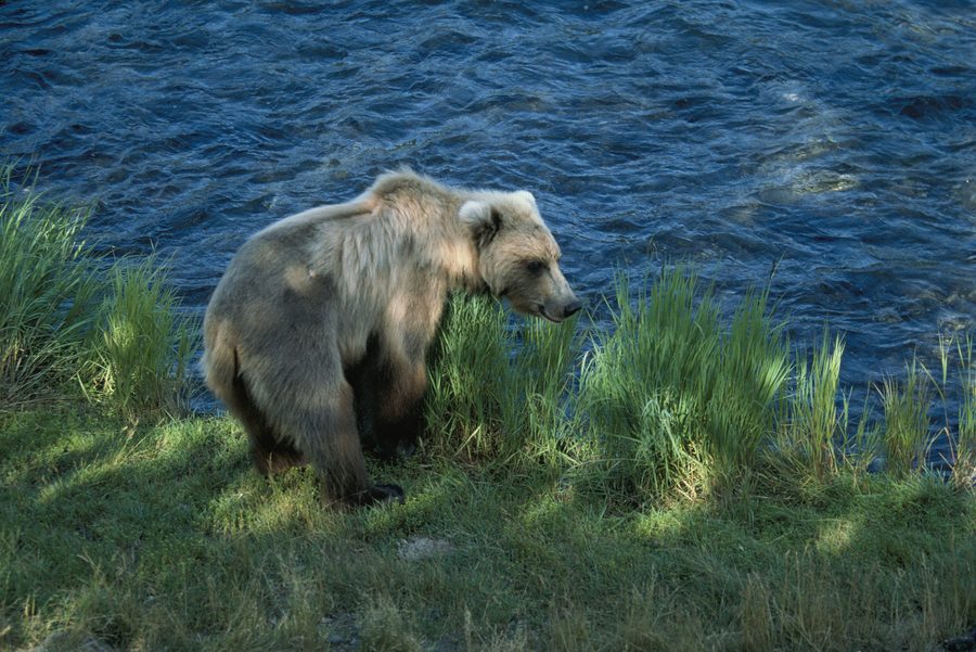 Brown bear on the Brooks River at Brooks Falls in Katmai National Park