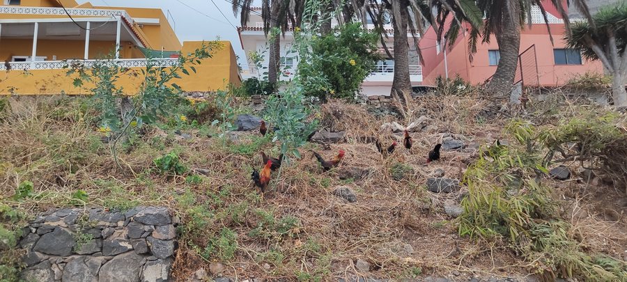 File:Gallinas junto a la urbanización Montalmar, Bajamar (La Laguna).jpg