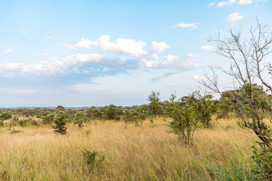 Landscape in Kruger National Park