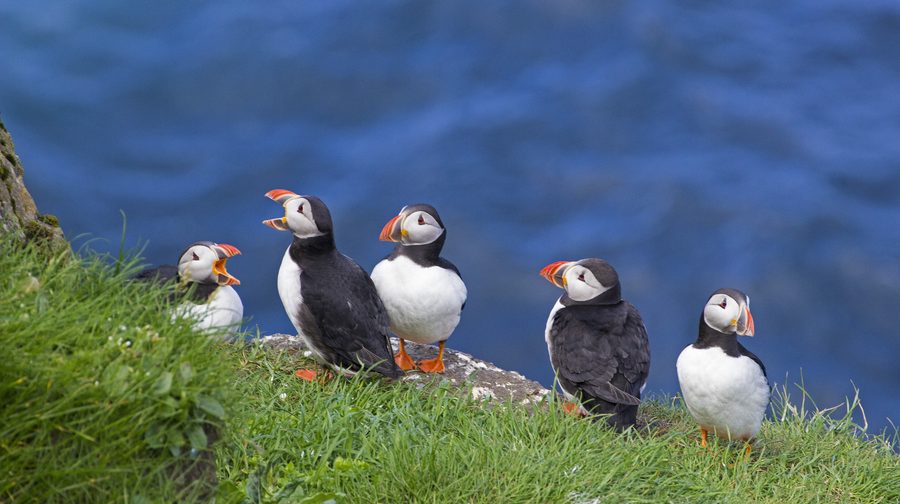 Puffins in the Faroe Islands