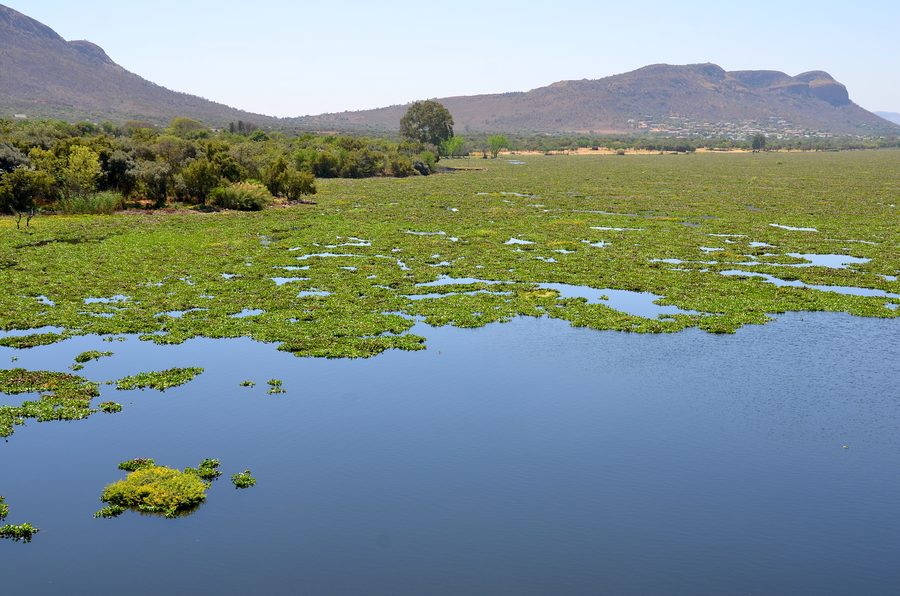 Hartbeespoort Dam in North West Province with water hyacinths