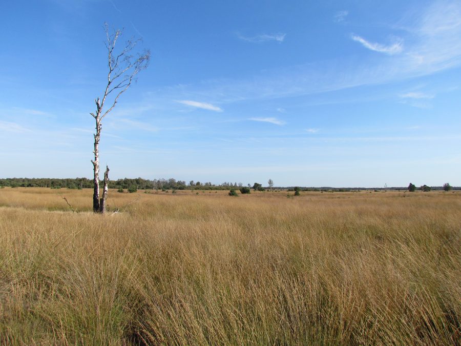 Landscape of the Strabrechtse Heide