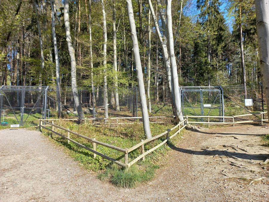 Wolf im Wildpark Feldkirch in Vorarlberg