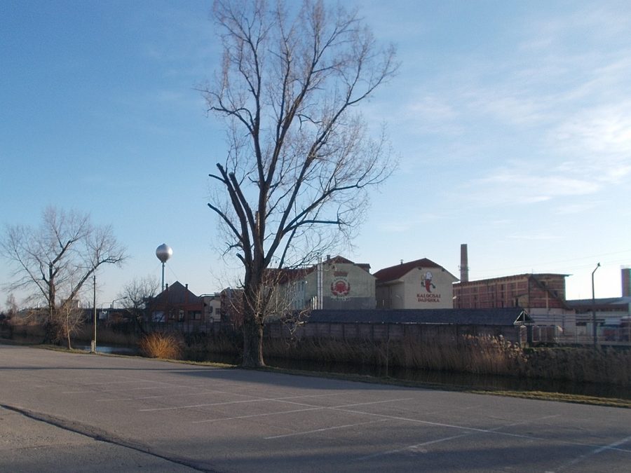Kalocsai Fűszerpaprika plant in Kalocsa.