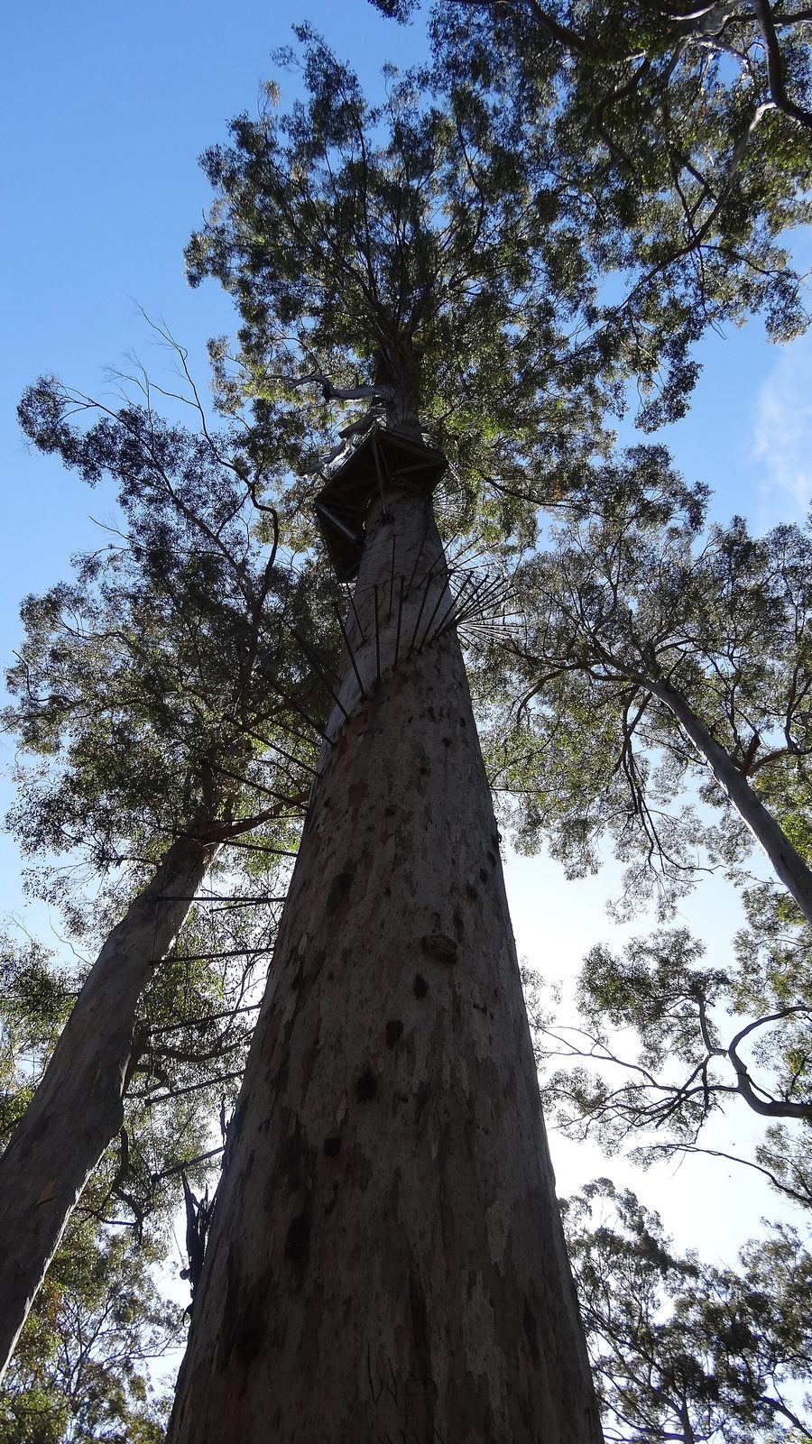 The Gloucester Tree in Gloucester National Park near Pemberton