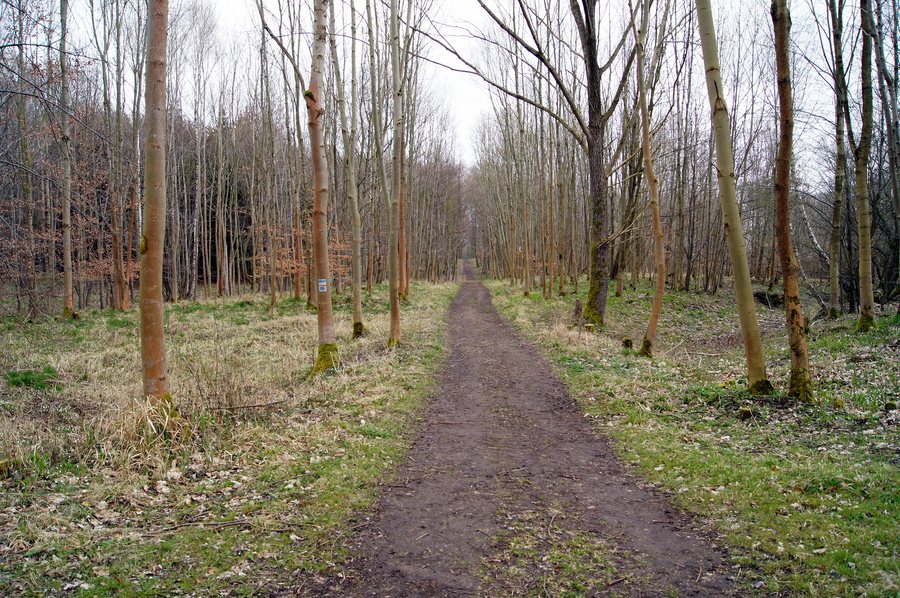 File:Waldweg in Liebenberg 2.JPG