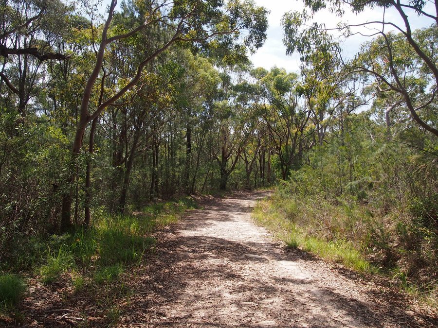 Daleys Point Fire Trail in the area around Killcare