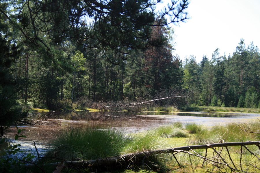 Kleiner See im Naturpark Červené blato in Südböhmen