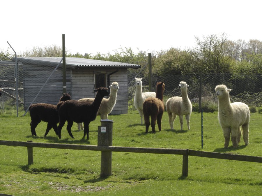File:Vicugna pacos -Hamerton Zoo, Cambridgeshire, England-8a.jpg