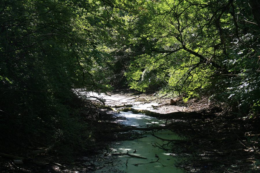 Landscape in the Danube-Auen National Park near Orth an der Donau
