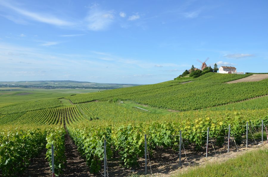 Champagne vineyards near Verzenay in the Marne