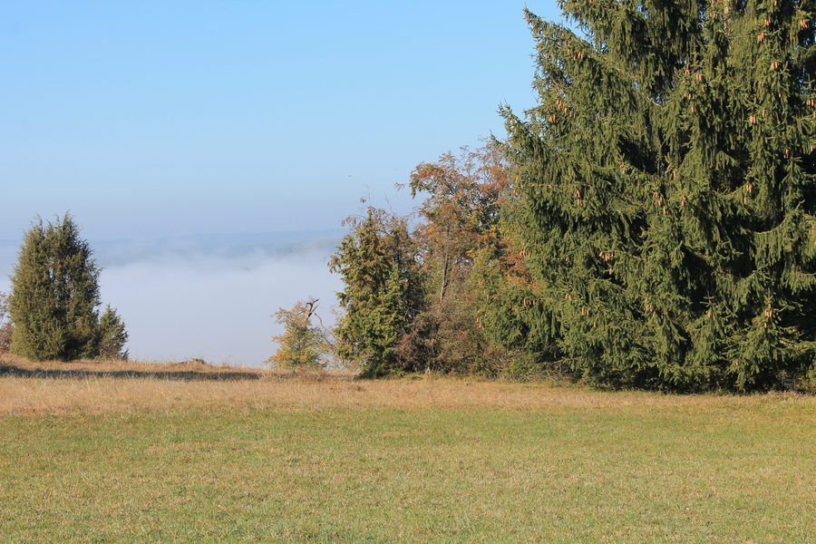 View across the Steinheimer Basin near Steinheim am Albuch with juniper heath in autumn