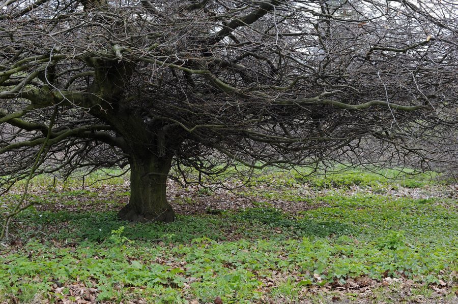 Süntel beech in Dachtelfeld in the Weser Uplands Schaumburg-Hameln Nature Park