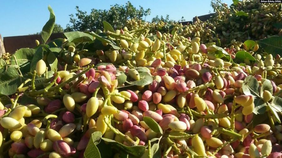 Pistachios from Gaziantep on a pistachio tree