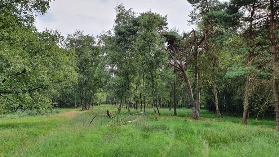 Moor bei Osterwede nature reserve