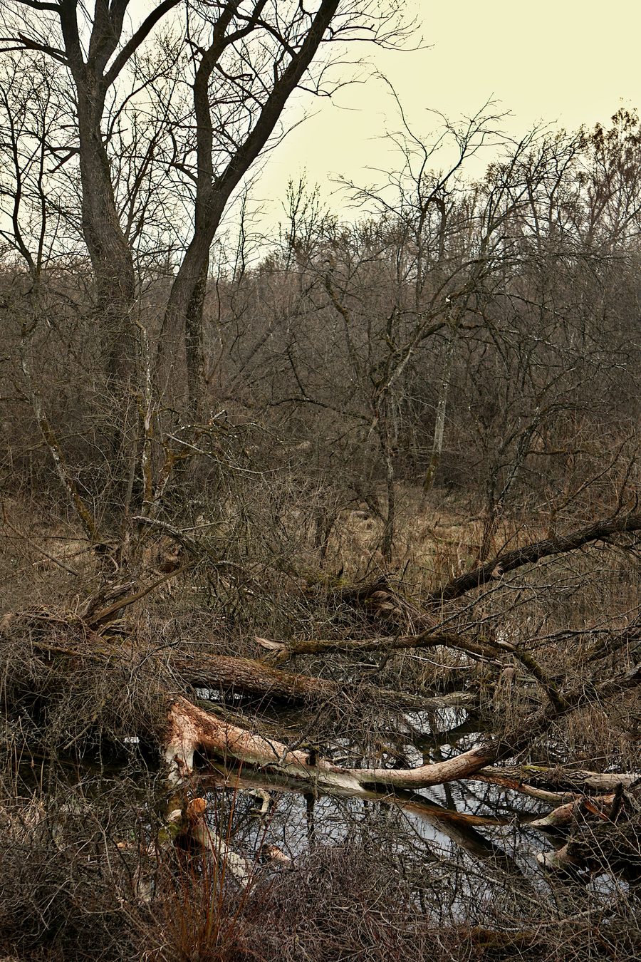 Isar floodplain nature reserve near Rosenau between Hangenham and Moosburg