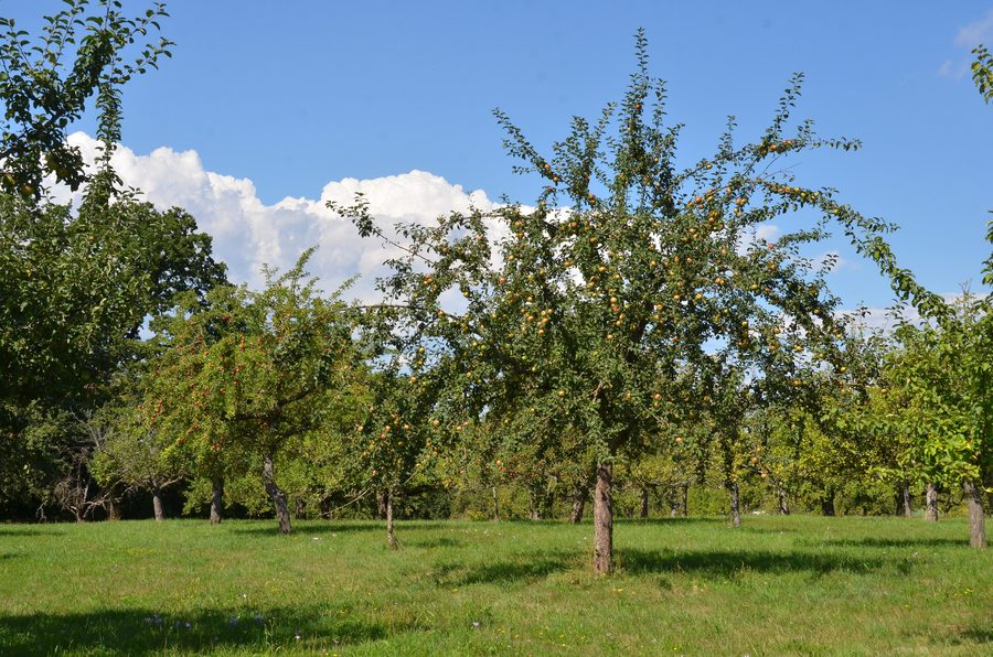 Landschaftsschutzgebiet Kirschenfeld bei Nehren im Landkreis Tübingen