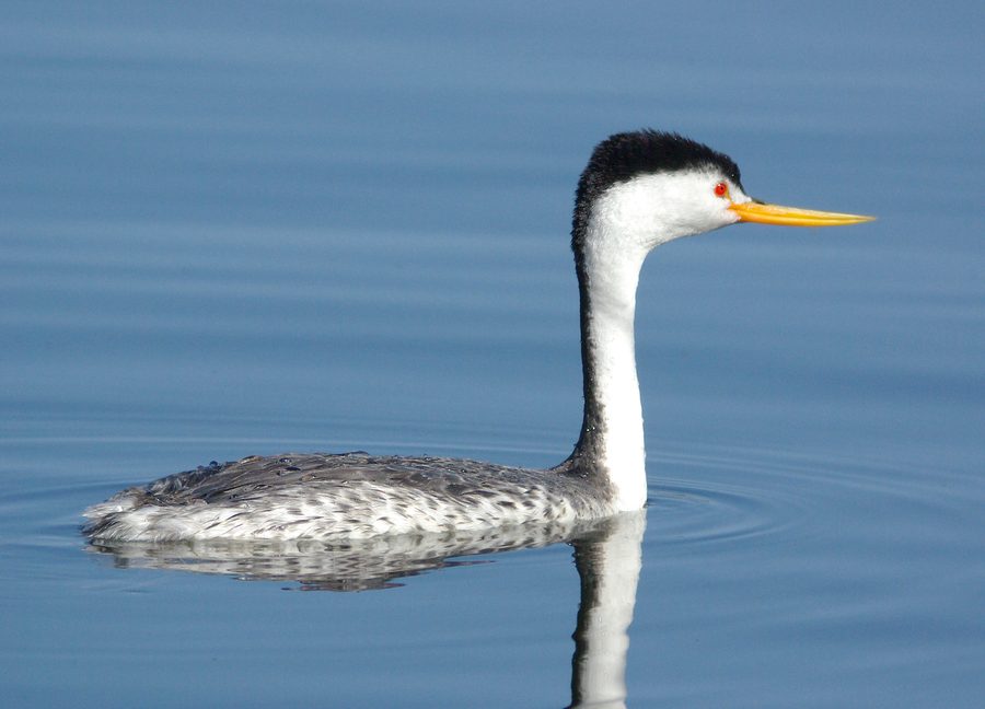 Clark's grebe at Santa Margarita Lake in San Luis Obispo County