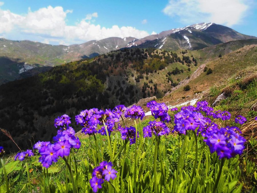 Blumenwiese und Berge in der Provinz Erzincan, Türkei