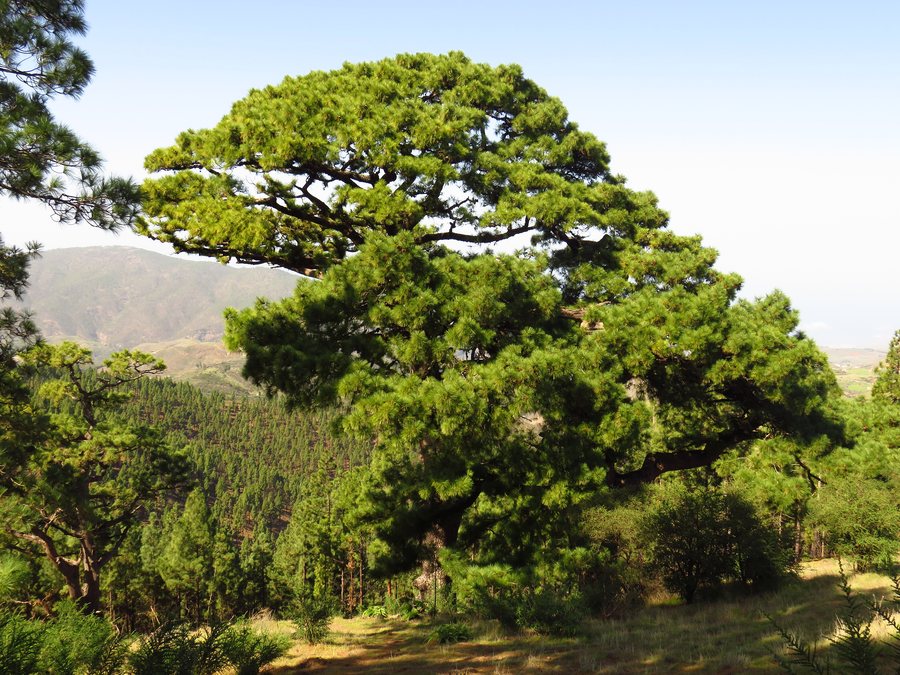 File:Pino de Gáldar 2601.jpg
