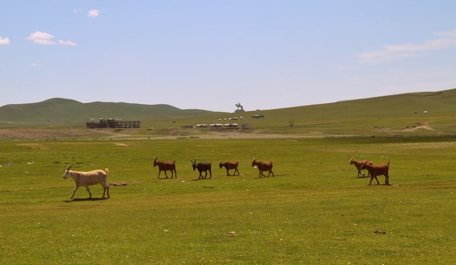 Goats in front of the Genghis Khan equestrian statue near Nalaich
